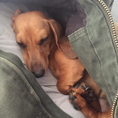 roxdachshunds Profile Picture