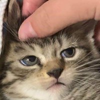 godjira (@kjokkenmod) 's Twitter Profile