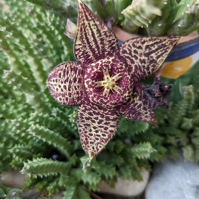 woodztoad's profile picture. Mid thirties gay brit