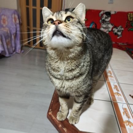 zeytin🕯sütlaç🕯️sıpacık🐾çamur🐾bal🐾kaymak🐾miskin🐾kömür🐾irmik🐾çakıl🕯️)(I.Zeytin🕯️)(misket🕯️)(tosbik🕯️(şopar🕯️)topak🐶nazlı🐶 ve ekstralar...