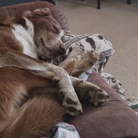 Hohndog (@hohndog) 's Twitter Profile
