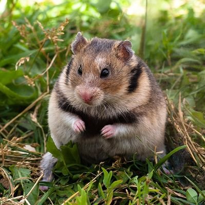 ZinkovskiyVlad's profile picture. 