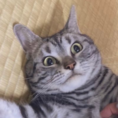 シキフォイ⭕️さんのプロフィール画像