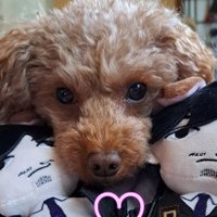 🐩SAYUZU🐩🐧🐕‍🦺✨(@sayuri55yuzu) 's Twitter Profile Photo