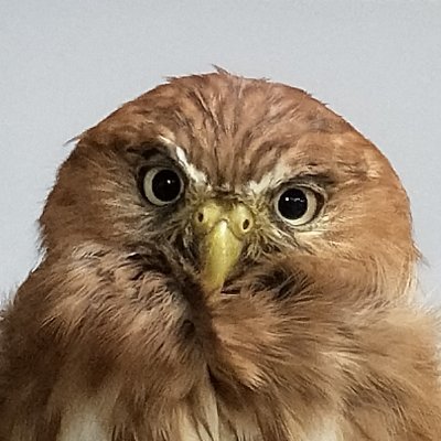 商社営業→QAエンジニア/マネージャー→EM→VPoE室長→人事本部(ジンジニア)
職歴が多彩なアカスズメフクロウ🦉 最近は新卒採用まわりメインで活動中
好き:マネジメント/ウマ娘/中国史/MTG/庭いじり/野球観戦(横・日)
プロダクトも人も“育てるのが好き”です
DMでの壁打ちや雑談歓迎してます!