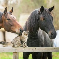 handy@競馬猫🐎一口馬主 (@keiba_neko_neko) Twitter profile photo