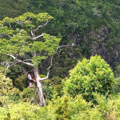 Wildlife Conservationist, Trainee Bird Ringer, Conservation Biologist - Mauritian Wildlife Foundation