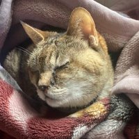 ちぃー😺(アバディ) (@chii_chii__chii) 's Twitter Profile
