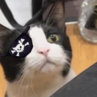 PirateCat 🏴‍☠️(@xPirateCat) 's Twitter Profile Photo