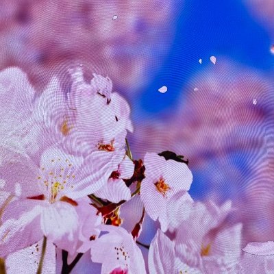 小沢健二とホフディランが好きです。ひふみよに行って、溶けました。カープ愛も継続中ですが、ここにきて、人生4回目の恋に落ちました!大切なものが増えていく。彼らが私の人生に彩りをくれます。人生、楽しまないともったいない!