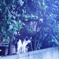 ぶちねこ(@buchineko3desu) 's Twitter Profile Photo