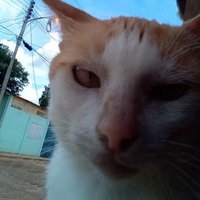 Zakiel 🇻🇪🐈🤍(@ZakielUriel7712) 's Twitter Profile Photo