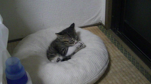 nekofax's profile picture. enjoylife
(*ﾟ▽ﾟ*)ノ先にある○○な気持ち♫