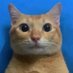 Cat Dealer (@catpicsdealer) Twitter profile photo Cat Dealer (@catpicsdealer) Twitter profile photo