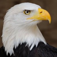 Talikka (@talikka) 's Twitter Profile