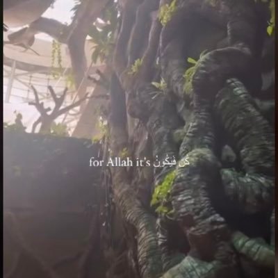 HalliruHid5227's profile picture. 