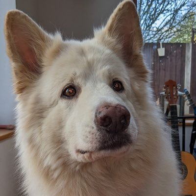 I am a floofy white GSD. I like bees and bird watching. I’m a good boy and I think thoughts about dogly stuff. Proud member of #ZSHQ #TheRuffRiderz #Hedgewatch
