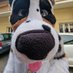 Auster ! ๐ฎ๐น (@austertheaussie) Twitter profile photo Auster ! ๐ฎ๐น (@austertheaussie) Twitter profile photo