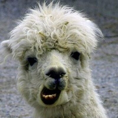 R 💮 - @robinberman_'s Instagram Profile | INK361 - 400 x 400 jpeg 29kB