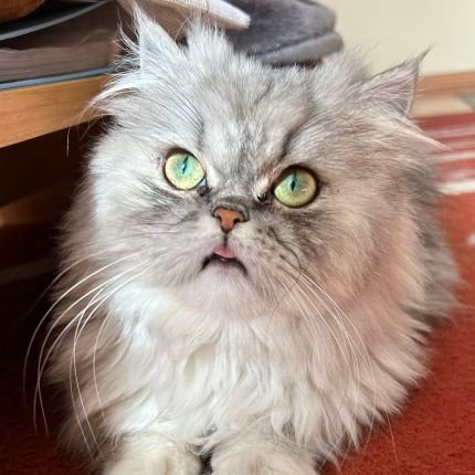 hindi niya opinion ang opinion ko | pusang pagod sa buhay.