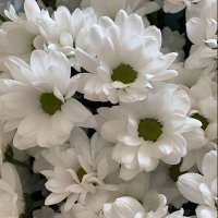 Nour🇵🇸 (@nour07446979) 's Twitter Profile