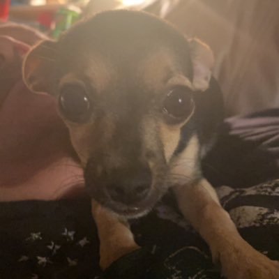 gh0ullss's profile picture. 