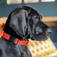 Miss Ava Great Dane(@miss_ava_dane) 's Twitter Profile Photo