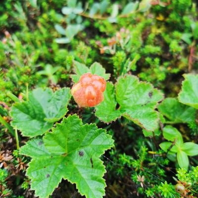 FugirPro's profile picture. talvez tenha que fugir pro mato