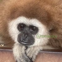 ろみ🐵 (@romiesaru) 's Twitter Profile Photo ろみ🐵 (@romiesaru) 's Twitter Profile Photo