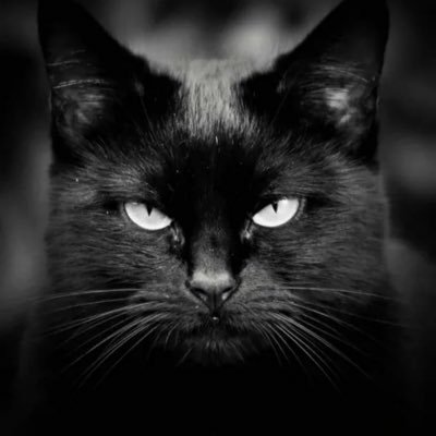 mitraglia1957's profile picture. “NULLA DI PEGGIO DEL FASCISMO DEGLI ANTIFASCISTI” scriveva Pier Paolo Pasolini sulle pagine del Corriere della Sera.        IO SONO ANTI ANTIFASCISTI