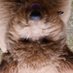 Gob Knobler (@chesdood) Twitter profile photo Gob Knobler (@chesdood) Twitter profile photo