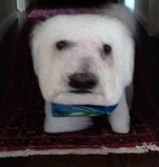 ChiefWonkyPaw's profile picture. 