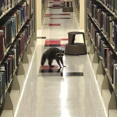 solitarionord's profile picture. 21 | he/him | posting cringe | likes music, games, art, and shitposting | 🔞 likes and RTs may have NSFW | Dm me raccoons or doom metal