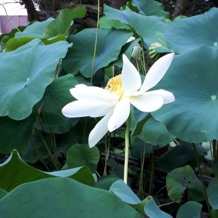 KRea0BZR3GooM8p's profile picture. 