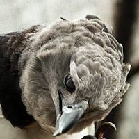 Crimpardo (@crimpardo) 's Twitter Profile