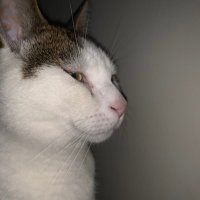 batman (@tuhrminator) 's Twitter Profile