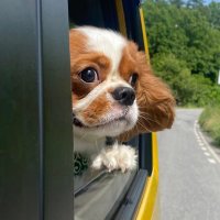 とのまる🐶 (@p_k_000) 's Twitter Profile