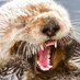 a humble sea lion (@sailing_thing) Twitter profile photo