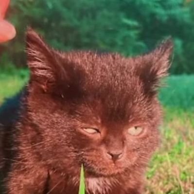 Azimuddinmk's profile picture. Occupationally depressed 😕