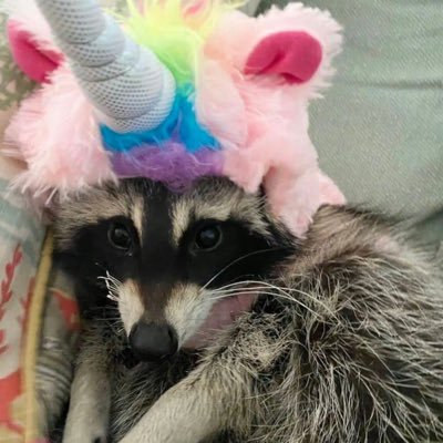 Raccoon_Noodles Profile Picture