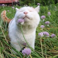 gatos de jeitos aleatórios (@gatialetorio) 's Twitter Profile
