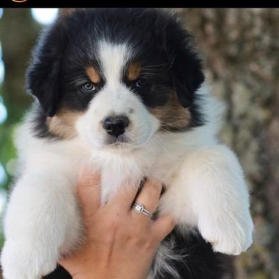 moi c'est Franck du bois, mon équipe et moi nouveau sur Twitter, charge de récupérer des chiens abandonnés pour leur trouver une famille, contacter nous en pv !