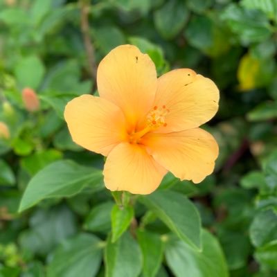 orange041515's profile picture. 