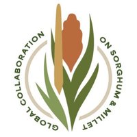 Global Collaboration on Sorghum and Millet🌾 (@sorg_millet_lab) 's Twitter Profile