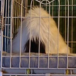 Lulli_1225's profile picture. 争いや議論は好みません。
あまり怒らないタイプ。
得意なことは楽しいこと探し。
お猫様の下僕。
男子3人の母。
年下の夫。
ぶつぶつ呟き、賛否問わず気になったものをリポストしてドドッと押し流します。
※スパムと好戦的な人はブロックします。