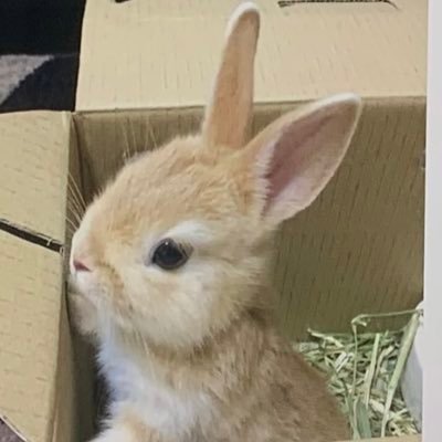 solluna981's profile picture. 