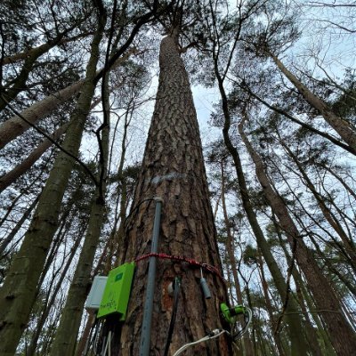 I'm a pine tree (Ø = 46.2 cm) standing in the forest area Pijnven in Bosland (BE).