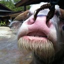 田中　けん - @KenDonald - Twitter