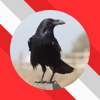 streamteamraven(@streamteamraven) 's Twitter Profile Photo