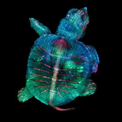 eaglev_sci's profile picture. 